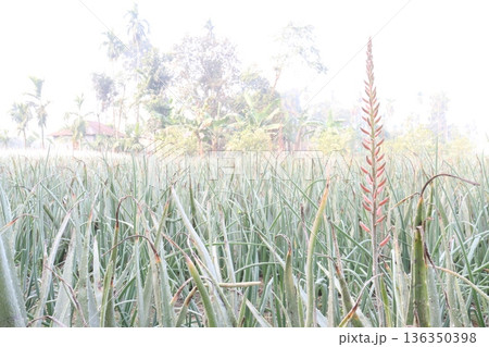 aloe vera leaf and onion plant on farm for harvest 136350398