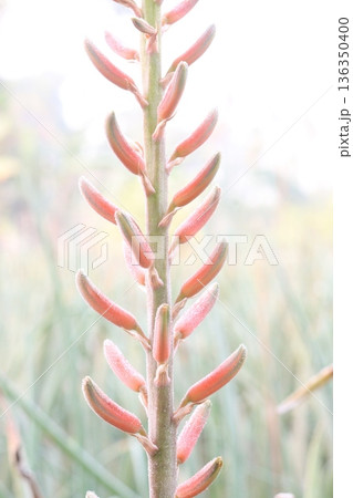 aloe vera leaf and onion plant on farm for harvest 136350400