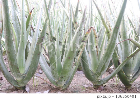 aloe vera leaf and onion plant on farm for harvest 136350401