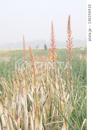 aloe vera leaf and onion plant on farm for harvest 136350410