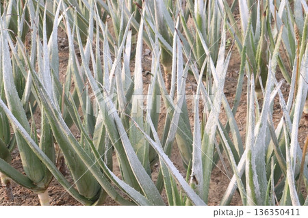 aloe vera leaf and onion plant on farm for harvest 136350411