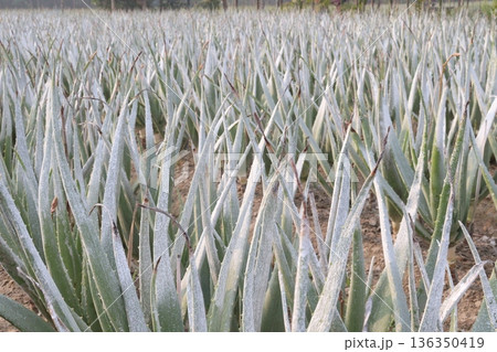 aloe vera leaf and onion plant on farm for harvest aloe vera leaf and onion plant on farm for harvest 136350419