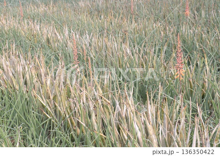 aloe vera leaf and onion plant on farm for harvest aloe vera leaf and onion plant on farm for harvest 136350422