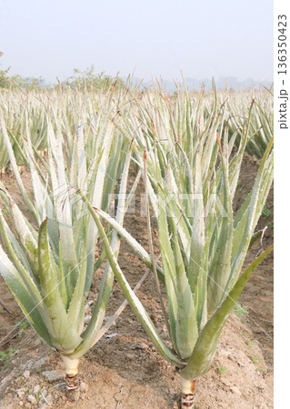 aloe vera leaf and onion plant on farm for harvest 136350423