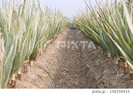 aloe vera leaf and onion plant on farm for harvest aloe vera leaf and onion plant on farm for harvest 136350433