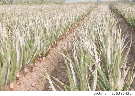 aloe vera leaf and onion plant on farm for harvest aloe vera leaf and onion plant on farm for harvest 136350436