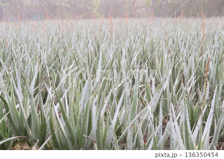 aloe vera leaf and onion plant on farm for harvest aloe vera leaf and onion plant on farm for harvest 136350454