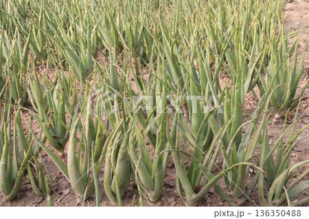 aloe vera leaf and onion plant on farm for harvest 136350488