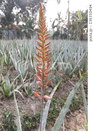 aloe vera leaf and onion plant on farm for harvest aloe vera leaf and onion plant on farm for harvest 136350494