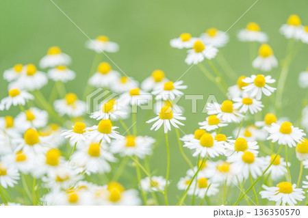 カモミールの花畑 136350570