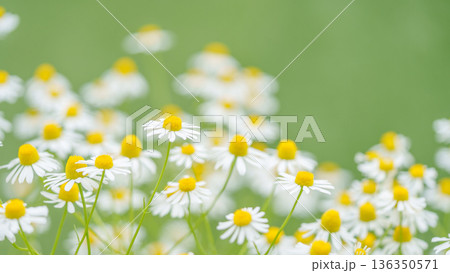 カモミールの花畑 カモミールの花畑 136350571