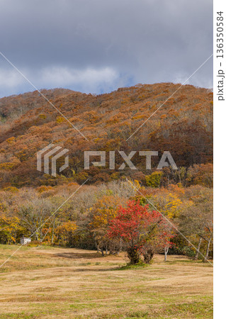 日本　鳥取県日野郡江府町にある奥大山スキー場の紅葉した木々 136350584