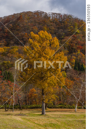 日本 鳥取県日野郡江府町にある奥大山スキー場の紅葉した木々 日本 鳥取県日野郡江府町にある奥大山スキー場の紅葉した木々 136350593