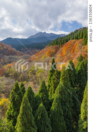 日本　鳥取県倉吉市関金町にある東大山大橋から眺める大山と渓谷の紅葉した木々 136350604