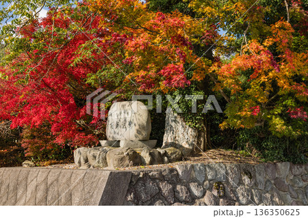 日本　鳥取県倉吉市関金町にある旧国鉄倉吉線の廃線跡沿いにある金刀比羅宮の紅葉 136350625