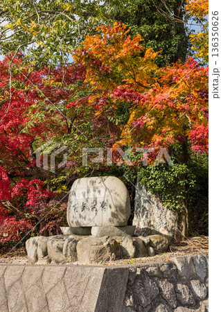 日本　鳥取県倉吉市関金町にある旧国鉄倉吉線の廃線跡沿いにある金刀比羅宮の紅葉 136350626