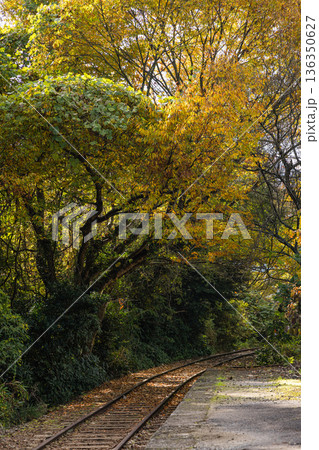 日本　鳥取県倉吉市関金町にある旧国鉄倉吉線の泰久寺駅跡と線路沿いの紅葉した木々 136350627