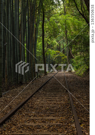 日本　鳥取県倉吉市関金町にある旧国鉄倉吉線の廃線跡の線路沿いにある竹林 136350638