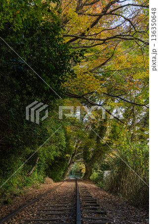 日本　鳥取県倉吉市関金町にある旧国鉄倉吉線、泰久寺駅の廃線跡の線路と紅葉した木々 136350648