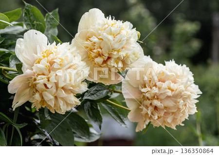 Blooming Quitzin peony in the garden Blooming Quitzin peony in the garden 136350864