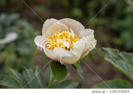 Blooming Quitzin peony in the garden 136350865