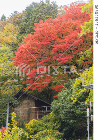 日本　鳥取県日野郡日南町にある境内の中に線路がある生山神社と紅葉 136350890