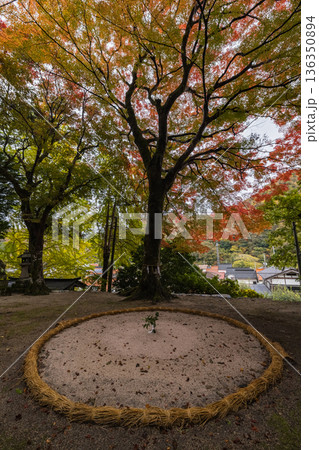 日本　鳥取県日野郡日南町にある境内の中を電車が横切る生山神社の紅葉 136350894