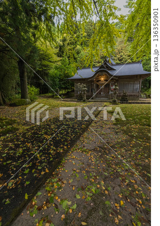 日本 鳥取県日野郡日南町にある大石見神社と黄葉前、黄緑色に色づく銀杏の葉 日本 鳥取県日野郡日南町にある大石見神社と黄葉前、黄緑色に色づく銀杏の葉 136350901