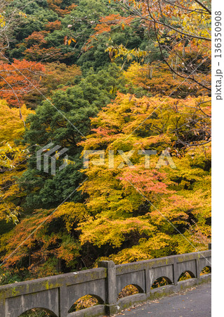 日本　鳥取県日野郡日南町にある渓谷、石霞渓の紅葉 136350908