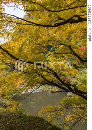 日本 鳥取県日野郡日南町にある渓谷、石霞渓の紅葉 日本 鳥取県日野郡日南町にある渓谷、石霞渓の紅葉 136350909
