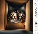 Cat looks out of the box with curiosity. Generative AI. 136350951