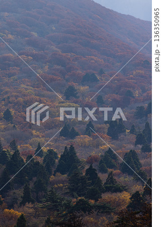 日本 鳥取県西伯郡大山町にある豪円山のろし台から眺める大山の紅葉した木々 日本 鳥取県西伯郡大山町にある豪円山のろし台から眺める大山の紅葉した木々 136350965