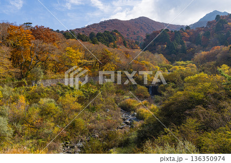 日本　鳥取県西伯郡大山町にある大山寺橋から眺める大山の紅葉した木々 136350974