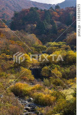 日本 鳥取県西伯郡大山町にある大山寺橋から眺める大山の紅葉した木々 日本 鳥取県西伯郡大山町にある大山寺橋から眺める大山の紅葉した木々 136350975