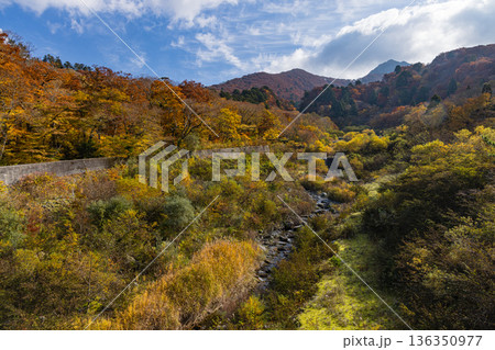 日本 鳥取県西伯郡大山町にある大山寺橋から眺める大山の紅葉した木々 日本 鳥取県西伯郡大山町にある大山寺橋から眺める大山の紅葉した木々 136350977