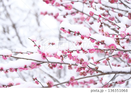 降り積もる雪の重みに耐える梅の花 降り積もる雪の重みに耐える梅の花 136351068