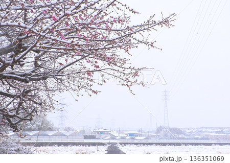 春まだ浅い郊外の雪景色　梅の花に降り積もる雪 136351069