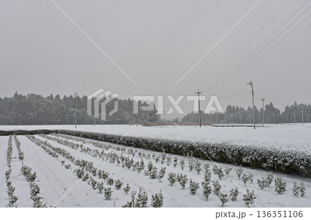 雪に覆われた茶畑 雪に覆われた茶畑 136351106