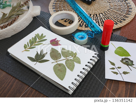 Collection of pressed and dried leaves and flowers in album, herbarium. Handicrafts and hobbies. Table and tools. Exotic plants of the Mediterranean.  136351142