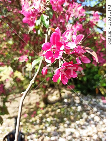 Pink spring blossom flowers on a tree branch with soft bokeh background in natural garden light. Image represents renewal, growth, beauty of nature and seasonal change 136351143