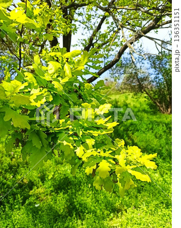Green oak leaves on a sunlit branch in spring forest with soft meadow background and natural bokeh. Image represents renewal, growth, freshness and connection with nature Green oak leaves on a sunlit branch in spring forest with soft meadow background and natural bokeh. Image represents renewal, growth, freshness and connection with nature 136351151