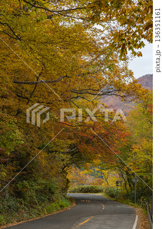 日本 鳥取県日野郡江府町の鍵掛峠から奧大山健康の森駐車場への道沿いの紅葉した木々 日本 鳥取県日野郡江府町の鍵掛峠から奧大山健康の森駐車場への道沿いの紅葉した木々 136351161