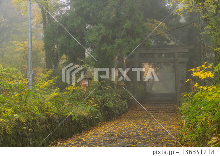 日本　鳥取県西伯郡大山町にある大神山神社、奥宮ニの鳥居と紅葉 136351218