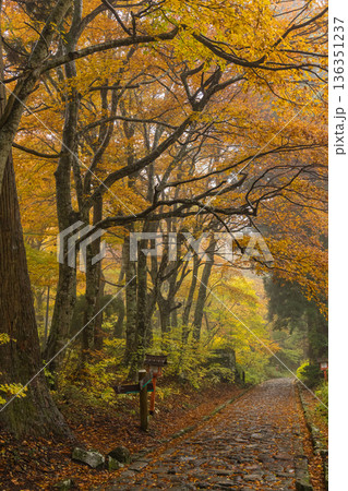 日本　鳥取県西伯郡大山町にある大神山神社の奥宮に向かう参道沿いの紅葉 136351237