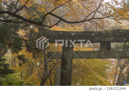 日本 鳥取県西伯郡大山町にある大神山神社、奥宮一の鳥居と紅葉 日本 鳥取県西伯郡大山町にある大神山神社、奥宮一の鳥居と紅葉 136351244