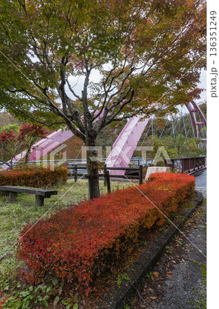 日本 鳥取県日野郡日南町の本山橋沿いの紅葉 日本 鳥取県日野郡日南町の本山橋沿いの紅葉 136351249