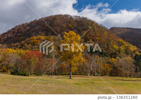 日本　鳥取県日野郡江府町にある奥大山スキー場の紅葉した木々 136351260