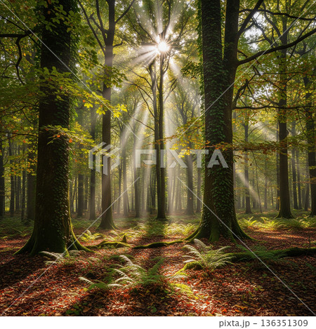 柔らかな木漏れ日の差し込む森 136351309