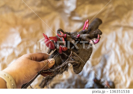 Large root of herbaceous peony with buds and roots before planting Large root of herbaceous peony with buds and roots before planting 136351538