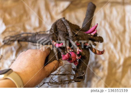 Large root of herbaceous peony with buds and roots before planting Large root of herbaceous peony with buds and roots before planting 136351539
